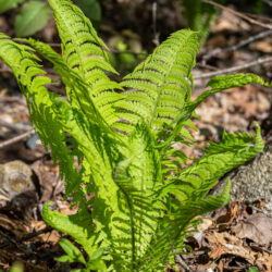 Matteuccia struthiopteris ssp. pensylvanica Ostrich fern