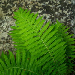 Matteuccia struthiopteris ssp. pensylvanica Ostrich fern