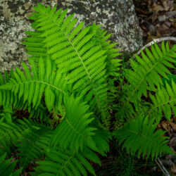 Matteuccia struthiopteris ssp. pensylvanica Ostrich fern