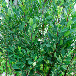 Myrica gale Sweetgale