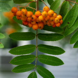 Sorbus americana American mountain ash