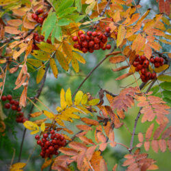 Sorbus americana American mountain ash