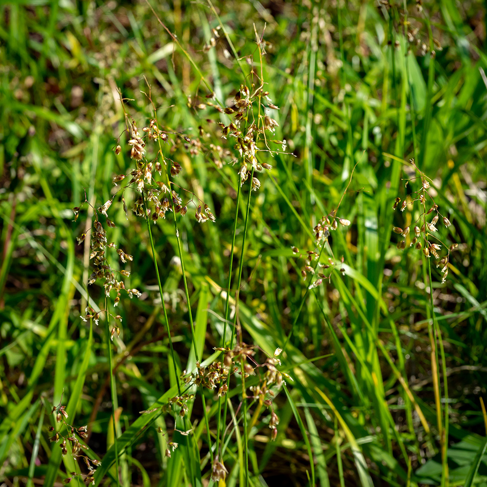 Anthoxanthum nitens – Native Gardens of Blue Hill