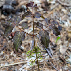 Aralia nudicaulis Wild sarsaparilla