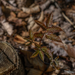 Aralia nudicaulis Wild sarsaparilla