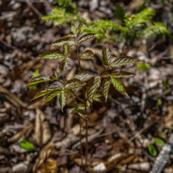 Aralia nudicaulis Wild sarsaparilla