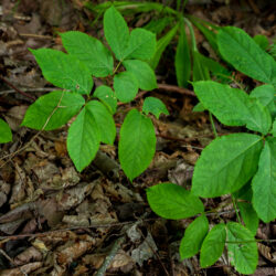 Aralia nudicaulis Wild sarsaparilla