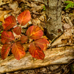 Aralia nudicaulis Wild sarsaparilla