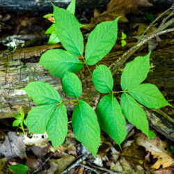 Aralia nudicaulis Wild sarsaparilla