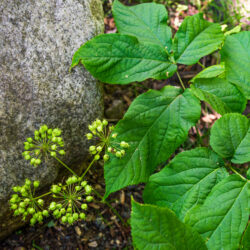 Aralia nudicaulis Wild sarsaparilla