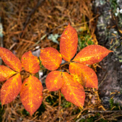 Aralia nudicaulis Wild sarsaparilla