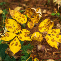 Aralia nudicaulis Wild sarsaparilla