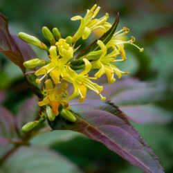 Diervilla lonicera Bush honeysuckle