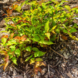 Diervilla lonicera Bush honeysuckle