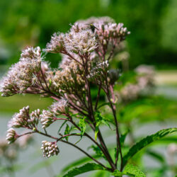 Eutrochium fistulosum Joe pye weed