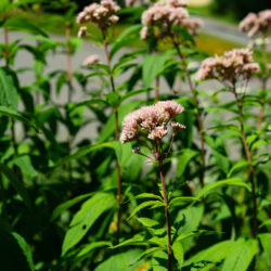 Eutrochium fistulosum Joe pye weed