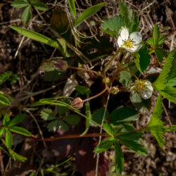 Fragaria virginiana Wild strawberry