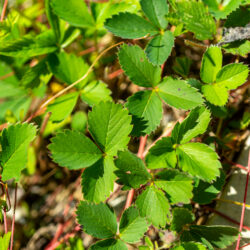 Fragaria virginiana Wild strawberry