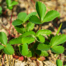 Fragaria virginiana Wild strawberry