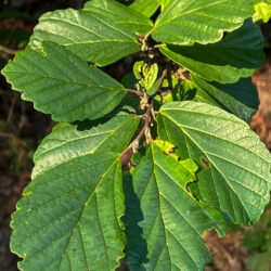 Hamamelis virginiana Witch Hazel