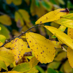 Hamamelis virginiana Witch Hazel