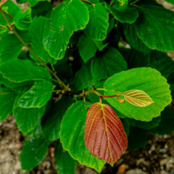 Hamamelis virginiana Witch Hazel