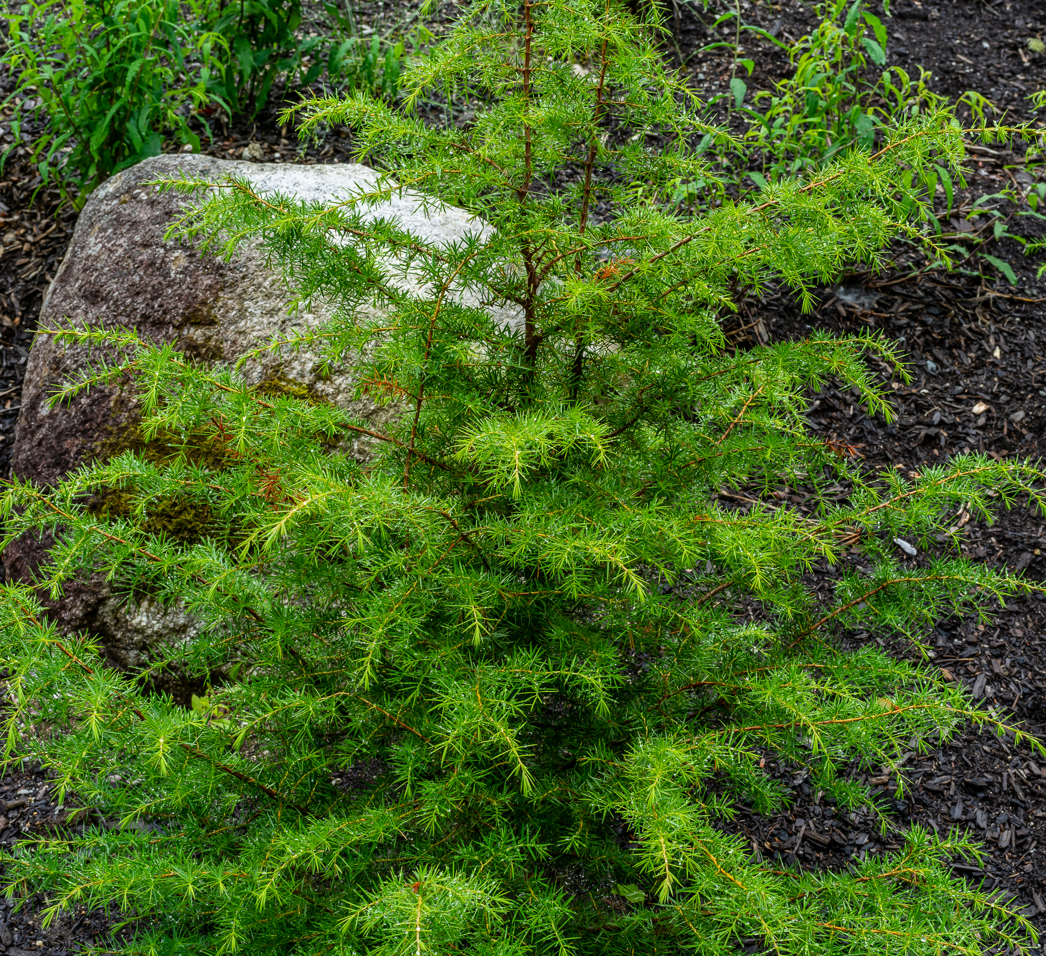 liriope muscari plant Liriope muscari 'Monroe White' – Nurseries Caroliniana