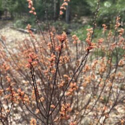 Myrica gale Sweet gale