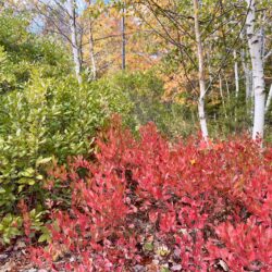 Black huckleberry Gaylussacia baccata
