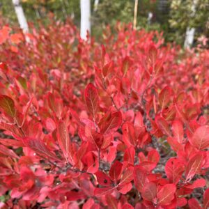 Black huckleberry Gaylussacia baccata
