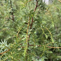 Juniperis communis Common juniper