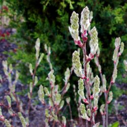 Amelanchier spicata Running Serviceberry