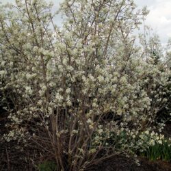 Amelanchier spicata Running Serviceberry