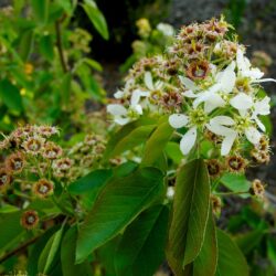 Amelanchier spicata Running Serviceberry