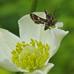 Anemone virginiana Tall Thimbleweed