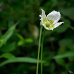 Anemone virginiana Tall Thimbleweed