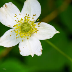 Anemone virginiana Tall Thimbleweed