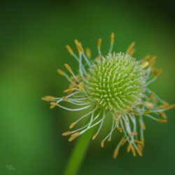 Anemone virginiana Tall Thimbleweed