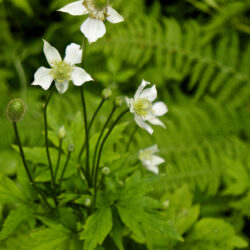 Anemone virginiana Tall Thimbleweed