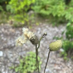 Anemone virginiana Tall thimbleweed