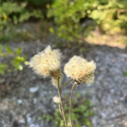 Anemone virginiana Tall thimbleweed