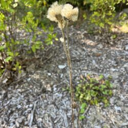 Anemone virginiana Tall thimbleweed