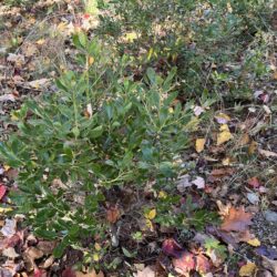 Ilex glabra inkberry