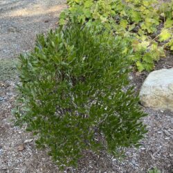 Ilex glabra inkberry