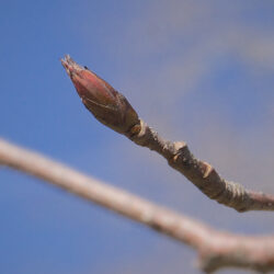 Amelanchier canadensis Serviceberry
