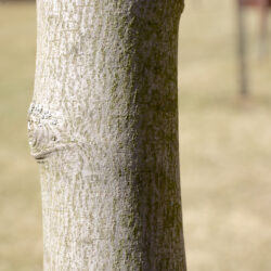 Amelanchier canadensis Serviceberry