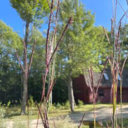 Andropogon gerardii Big bluestem