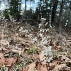 Solidago bicolor Silverrod
