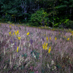 Solidago bicolor Silverrod