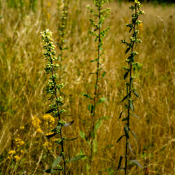 Solidago bicolor Silverrod